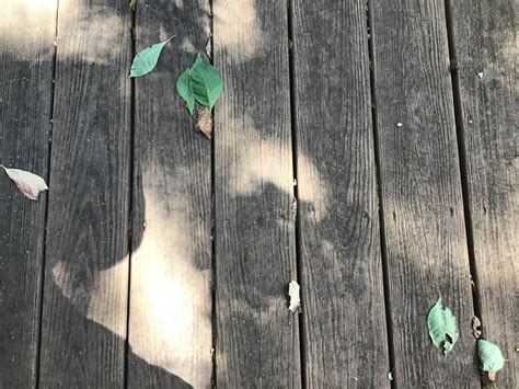 Treating Mildew On Wood