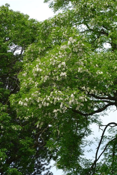 Wild Harvests: Black Locust flowers