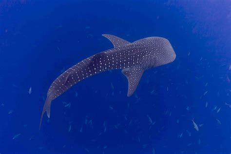 10 Fun Facts About Whale Sharks
