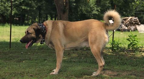 What Dog Breed Was Cujo at Ali Oshanassy blog