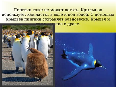 Презентация: "Кто такие птицы?" - окружающий мир, презентации