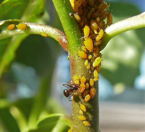 Common Milkweed Pollinators – Discover-Nature