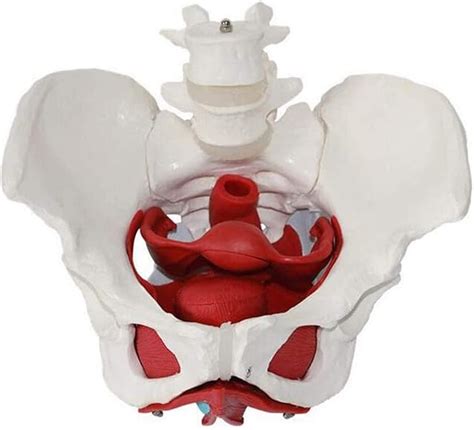 Removable Organs Medical Anatomical Female Pelvic Structure Model 2 ...