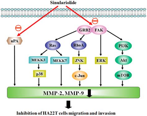 Sinulariolide Suppresses Human Hepatocellular Carcinoma Cell Migration ...
