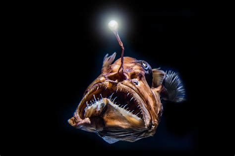 Image result for Alien Faces Royale High