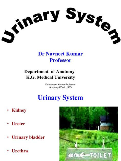 Image result for Urinary System.pdf