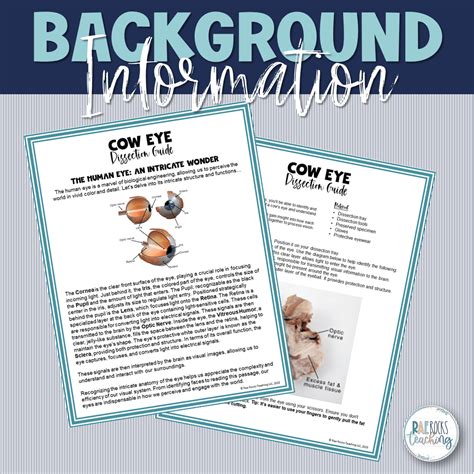 Image result for Cow Eye Dissection Tutorial