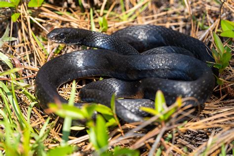 Juvenile Black Racer Snake