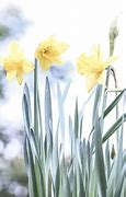 Image result for Tall Daffodils