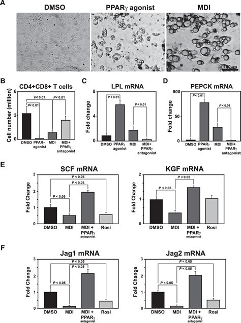 Image result for What Is Thymic Involution