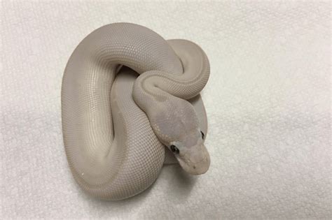 Image result for Leucistic Ball Python