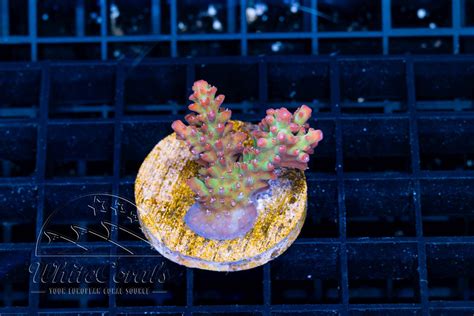 Acropora microclados Strawberry Shortcake (Filter)-SPS1_251031_182