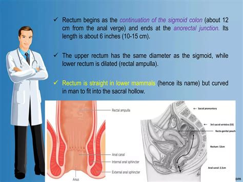 Digital Rectal Examination for Surgical Trainees | PPT