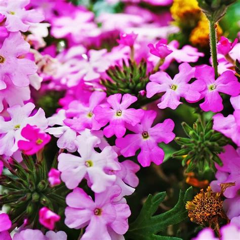 Best Low Growing Flowering Shrubs at Rebecca Patrick blog
