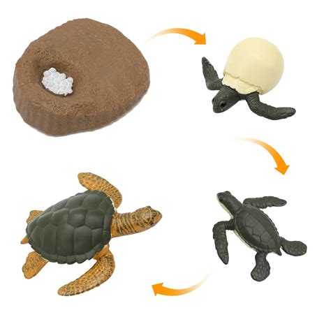 Buy OOTSR Sea Turtle Life Cycle Toys, Life Cycle Model Set Growth Stage ...