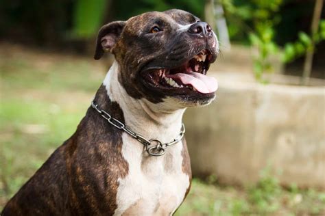 Everything you need to know about the English Bulldog Pitbull mix - K9 Web