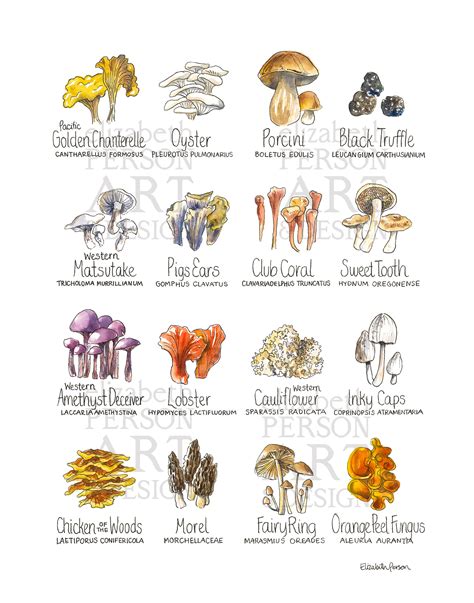 Types Of Mushrooms Chart