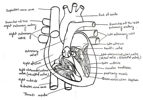 CARDIOVASCULAR SYSTEM
