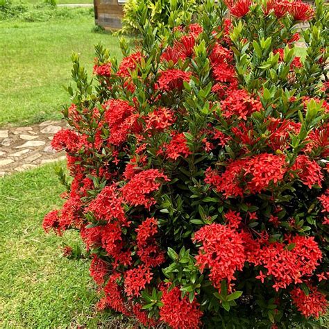 Image result for CamSur CWC Sticker