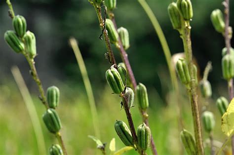 Image result for Sesame Stret Tree