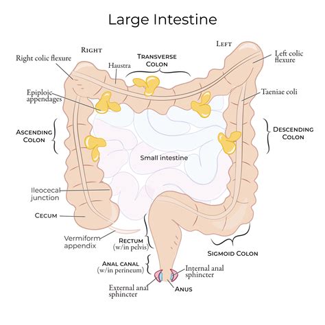 Gross Anatomy Glossary: Large Intestine | ditki medical & biological sciences
