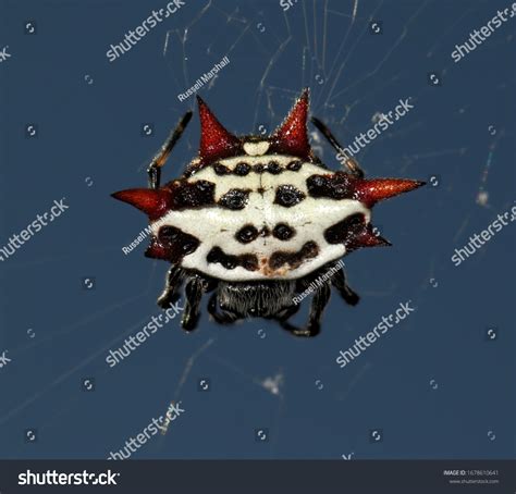 Spiny Backed Orb Weaver Royalty-Free Images, Stock Photos & Pictures ...