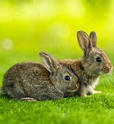 Image result for 1 Week Old Baby Rabbit