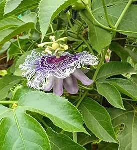 Creative Farmer Live Plant Purple Passion Fruit (Passiflora Edulis ...