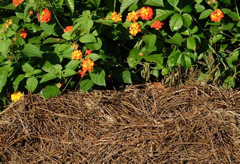 Make gardening easier with mulches