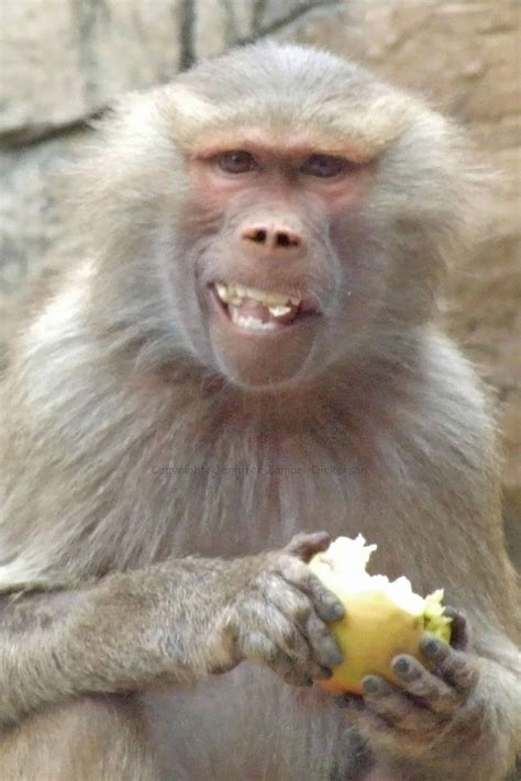 Monkey Cooking 的图像结果