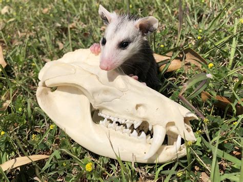 Baby Opossum Skull