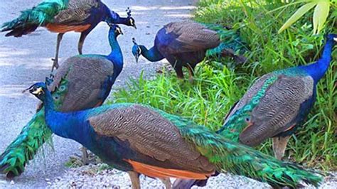 Peacocks’ migration to human habitats warns of impending disaster ...