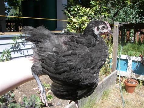 Image result for Black Java Chicks