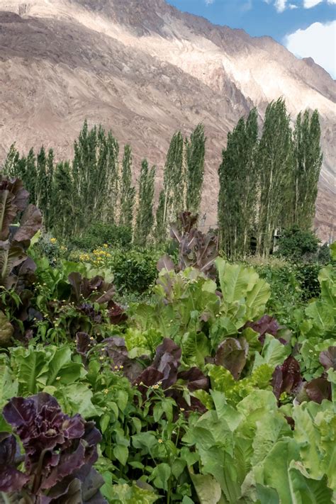 A well-curated regional meal awaits you in Ladakh's prettiest village ...