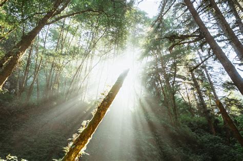 How To Find Fern Canyon Trail (2024 Permits Details) - The Mandagies