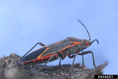 boxelder bug (Boisea trivittata (Say))