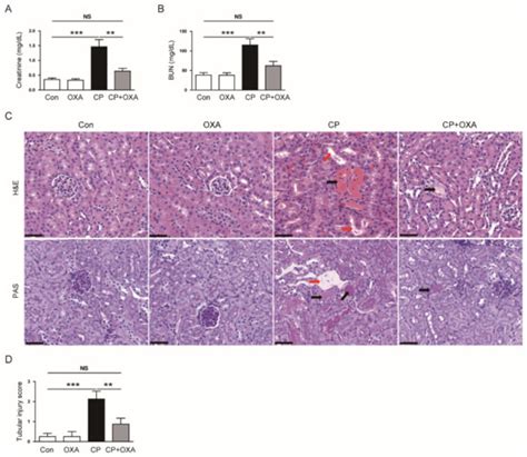 Protective Effects of Orexin A in a Murine Model of Cisplatin-Induced ...