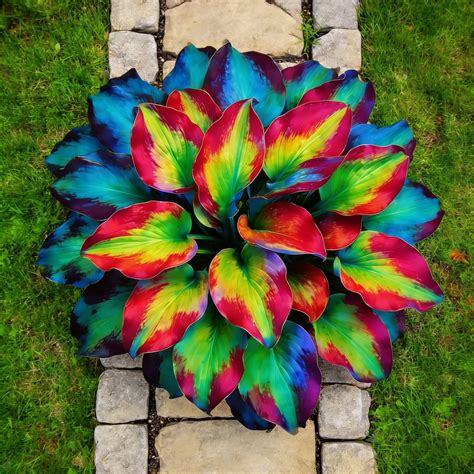 Midnight Blue Heart Hosta-Bulbs For Planting-Premium Garden Stakes ...