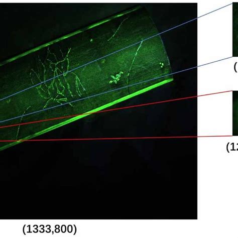Check Scale for Logs Defects 的图像结果