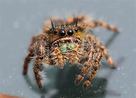 Ohio Birds and Biodiversity: Jumping Spider!