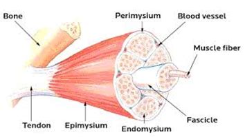 The basic contractile unit of a muscle cell