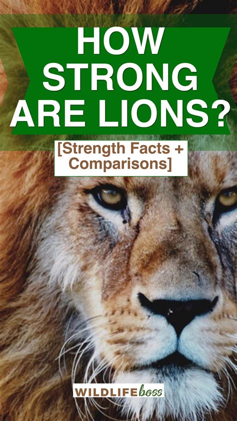 How Strong Are Lions? [Strength Facts + Comparisons]