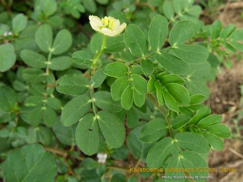 Medicinal Plants: Kallstroemia pubescens, Caribbean Caltrop