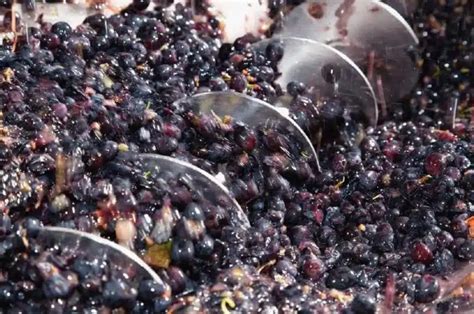 Wine Making Process 的图像结果