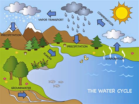 water cycle - Bing images