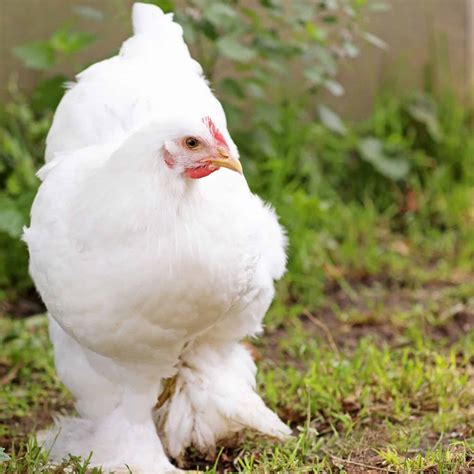 7 Best Feather Footed Chicken Breeds - Audrey's Little Farm