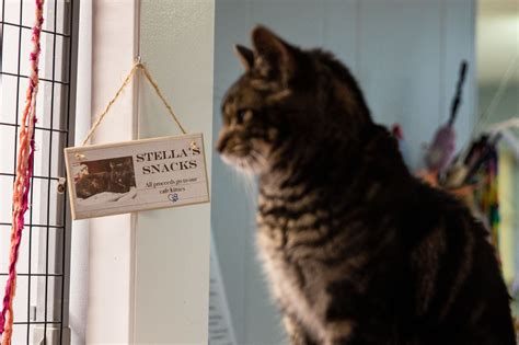 Kalamazoo cat cafe close to reaching 1000 successful adoptions - mlive.com