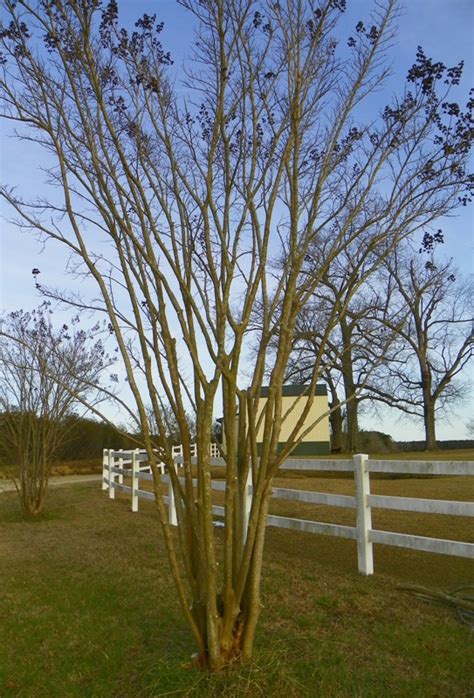 Pruning a Crape Myrtle | N.C. Cooperative Extension