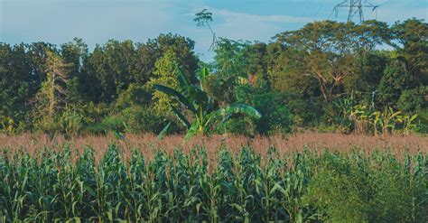 Image result for Small Corn Field