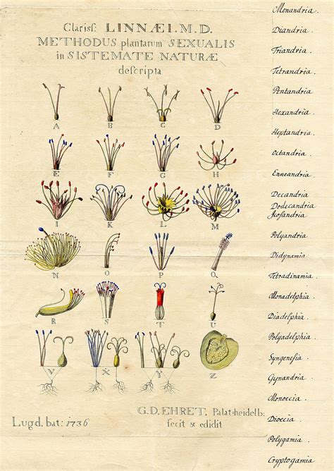 Plant Evolution and Taxonomy - BOTANICAL ART & ARTISTS